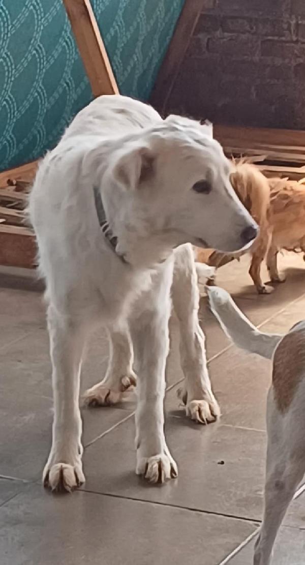 Nebbia Adozione Del Cuore